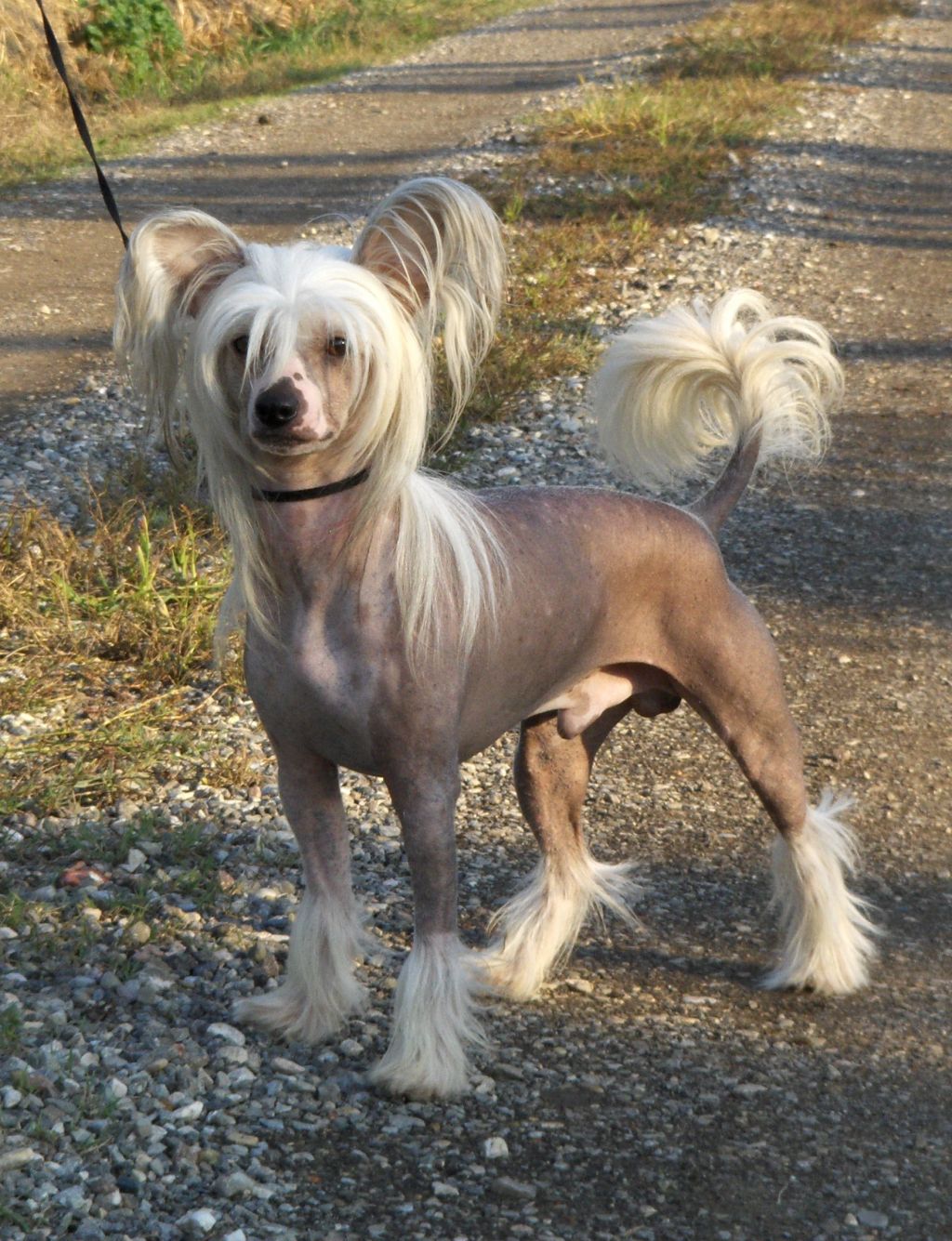 De La Mahafu's Ekkho