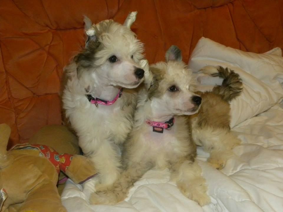 Stars at Sea Que Locura