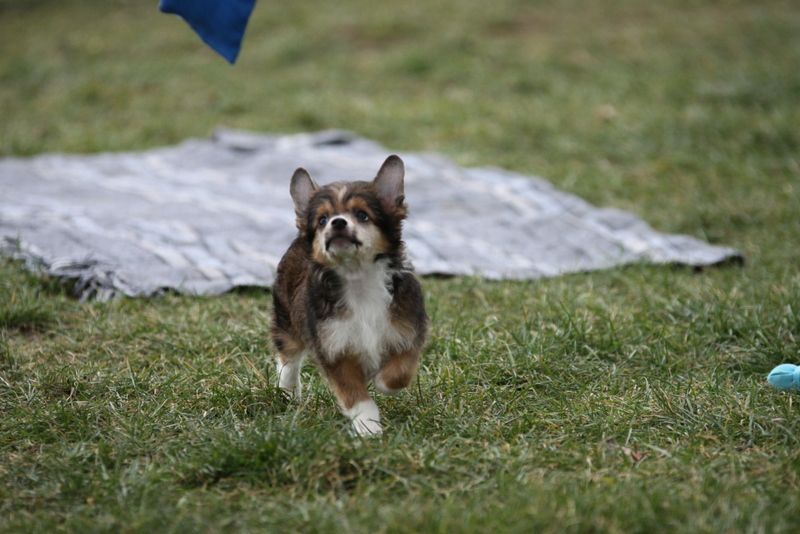 Little Piece Of Chocolate Princes de la Roses