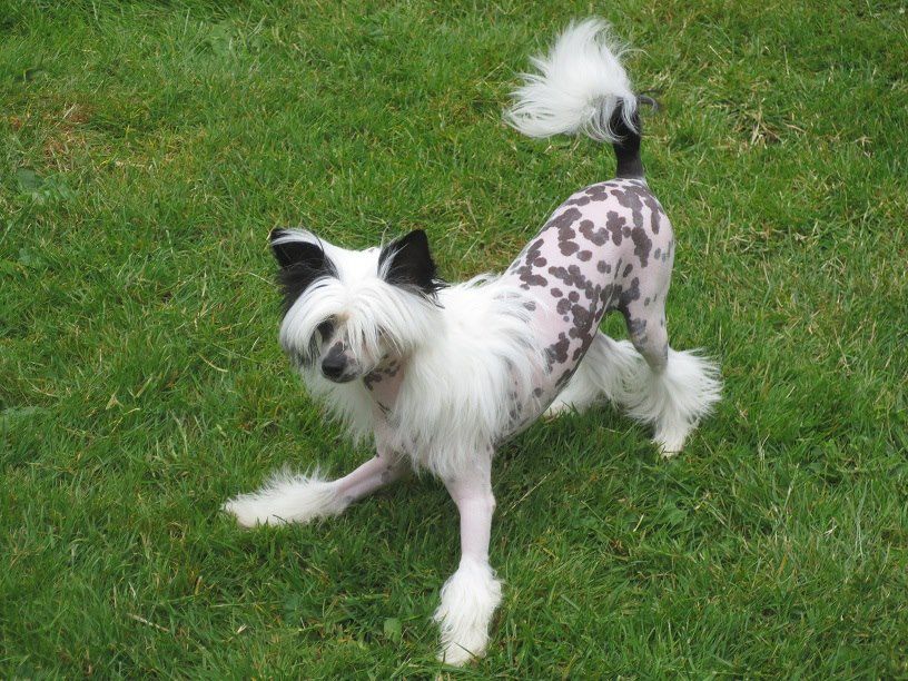 Conquina Toutou Velu