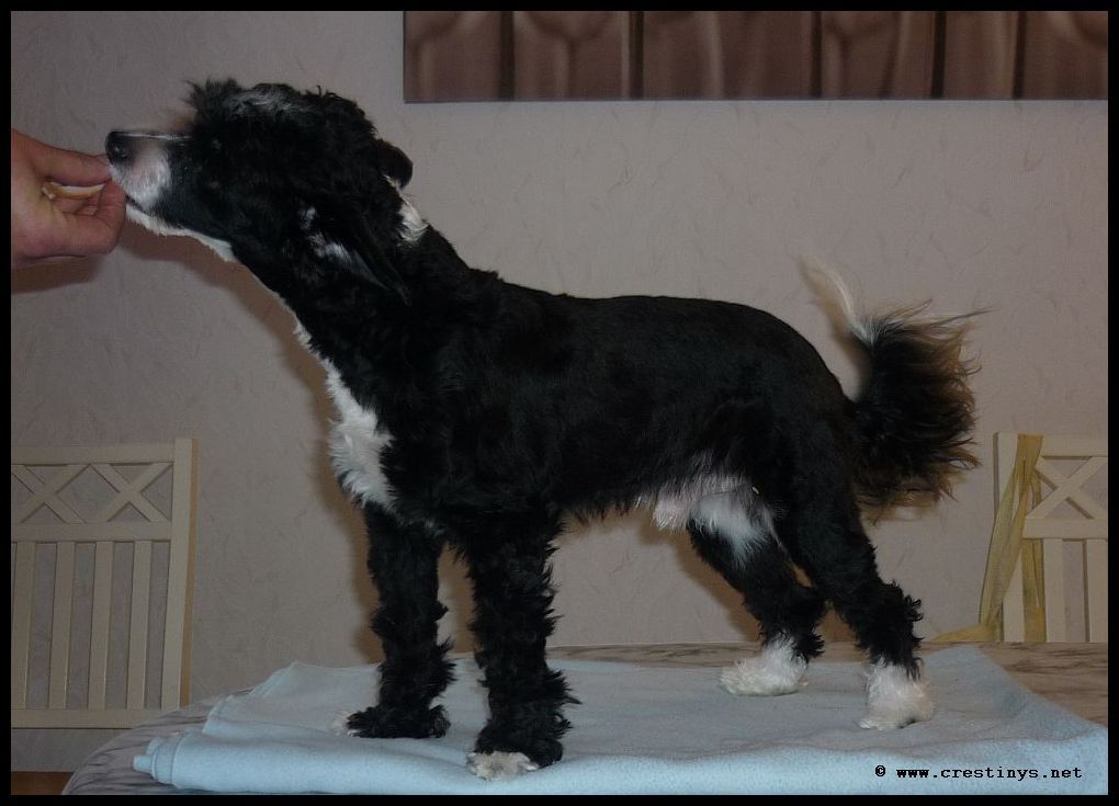 Crestiny's Bullet For My Valentine