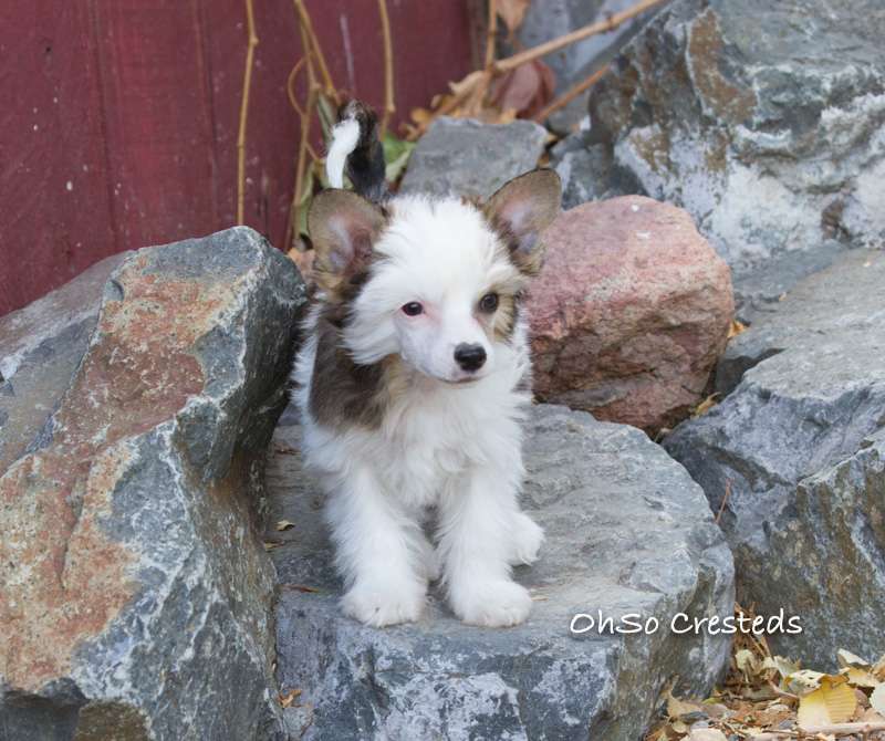 OhSo Dizzy Mizz Lizzy