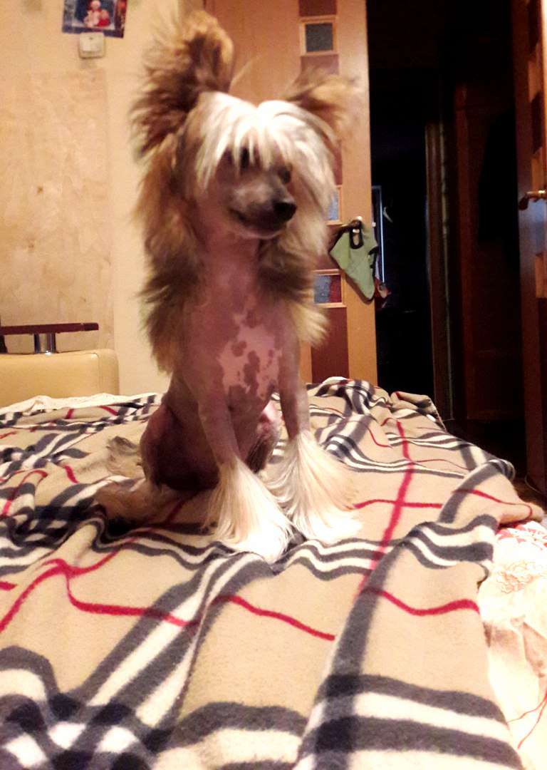 Sapfir iz Tsarskogo Sela Elf Dadli