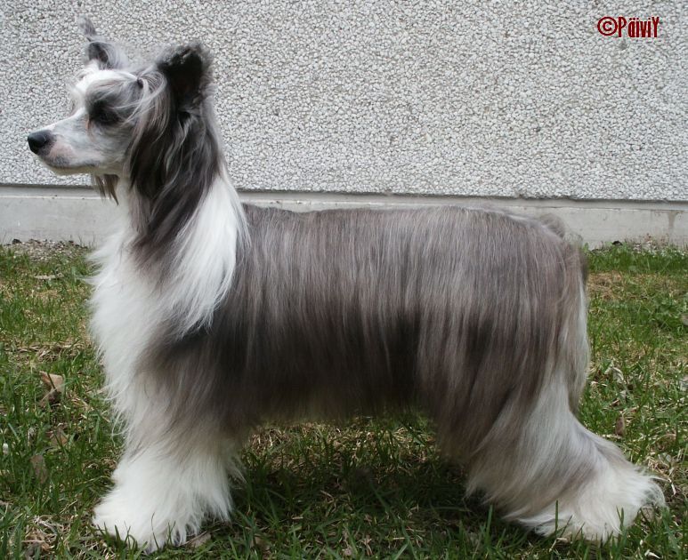 Stormblåstens Onyxia