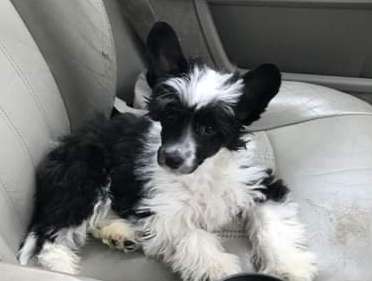 DC's Dancing Diva By Jove