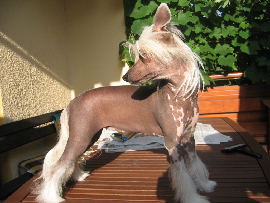 Sasquehanna Anegdota