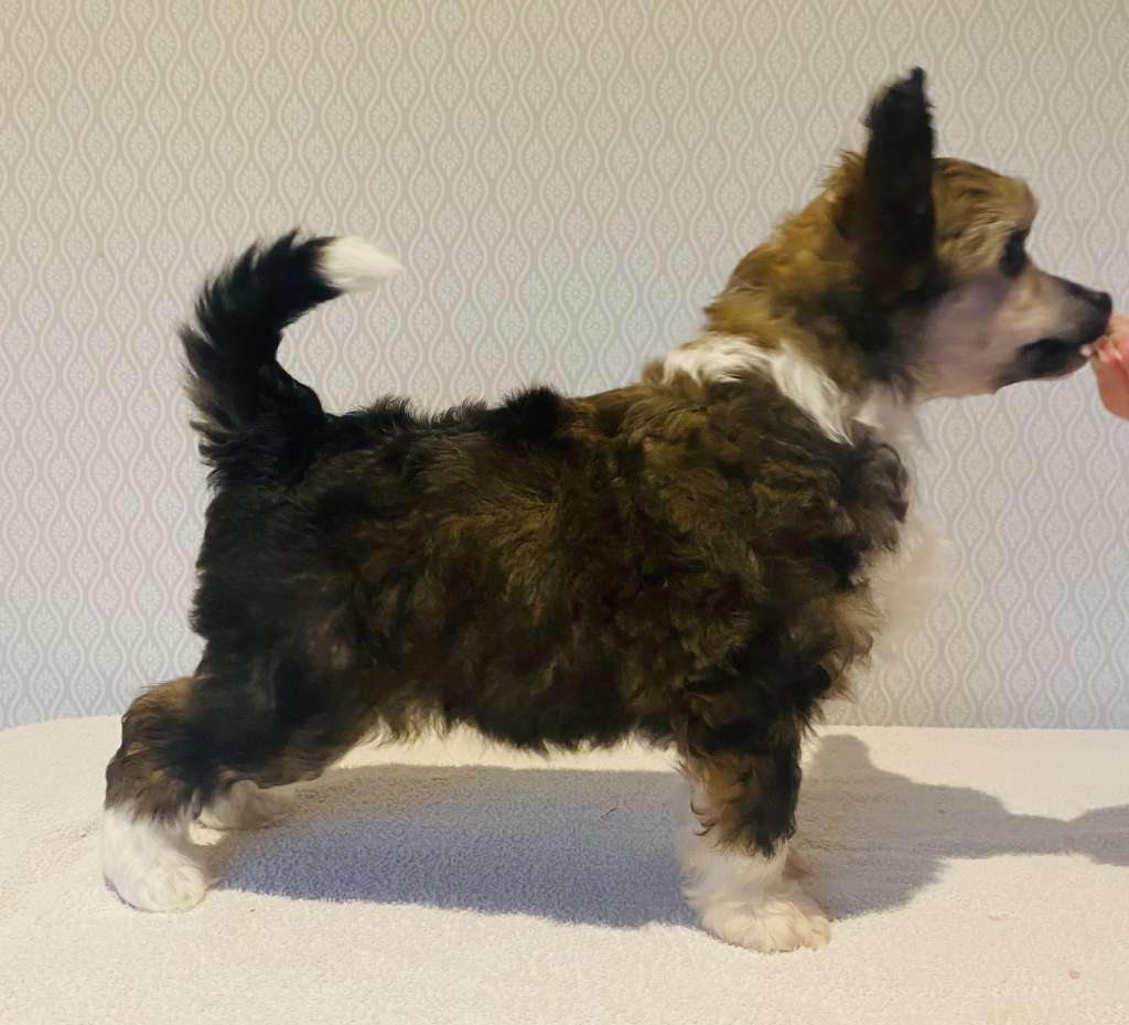 Moelmo?s Greatest Showman