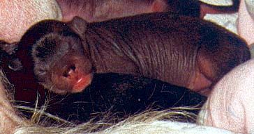 Bellatrix Luckycharm Bellatrixmira