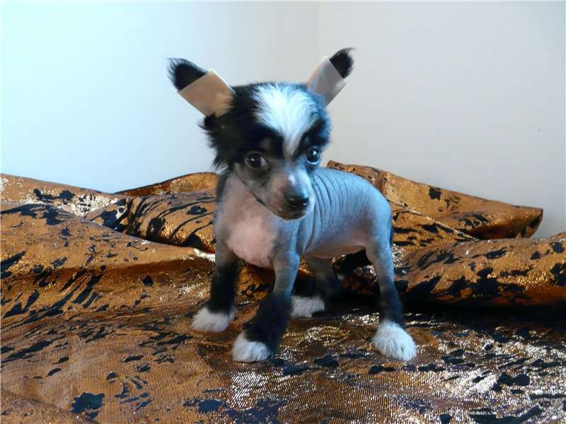 Krasotka Star Juliette