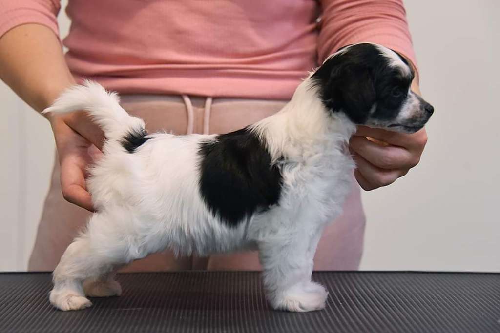 Jean Dark Flowers In The Rain