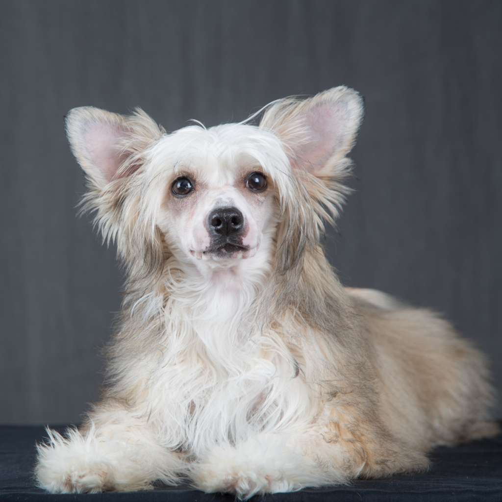 Drömtorpet's Elise Making Memories