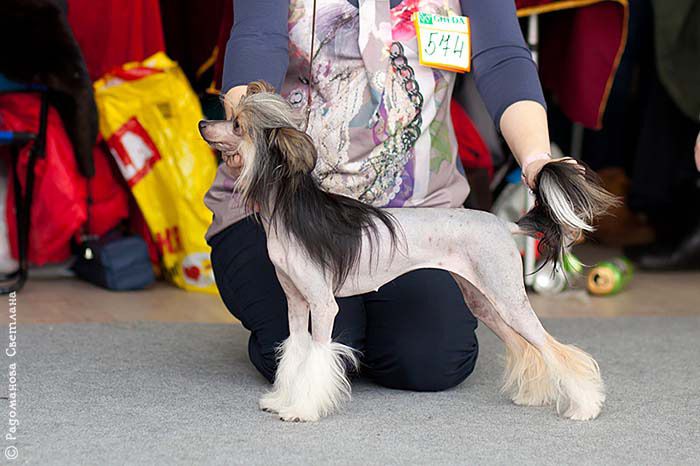 Zholesk Icon Of Perfection