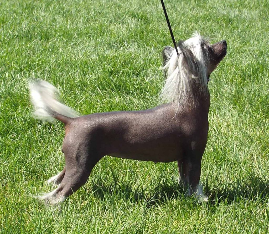 Crest-Vue What'Cha Bitchn About