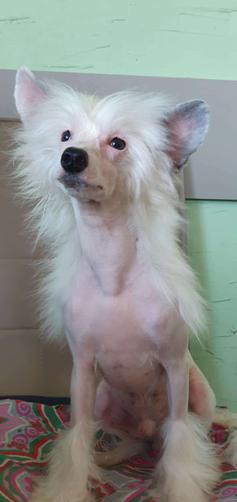 Zodiac Dneprovskoye Solntse