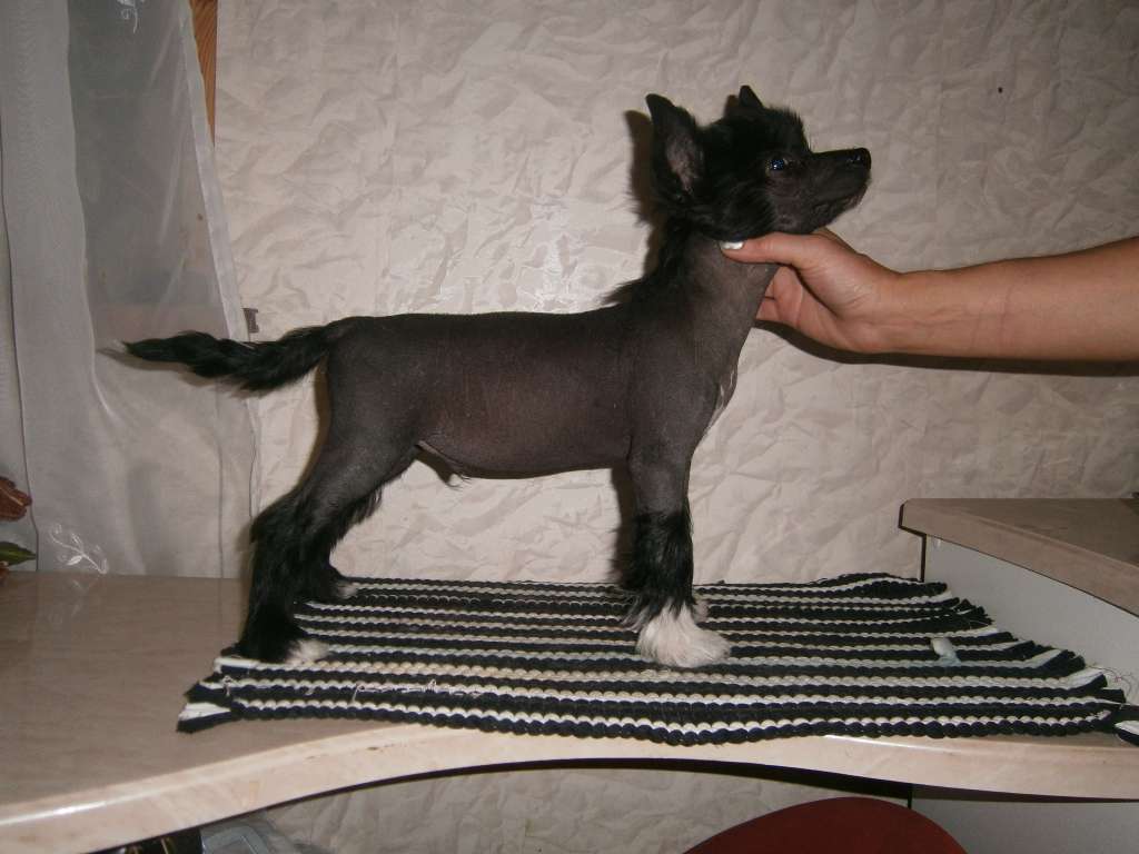 Sheen Beauty Black Boy