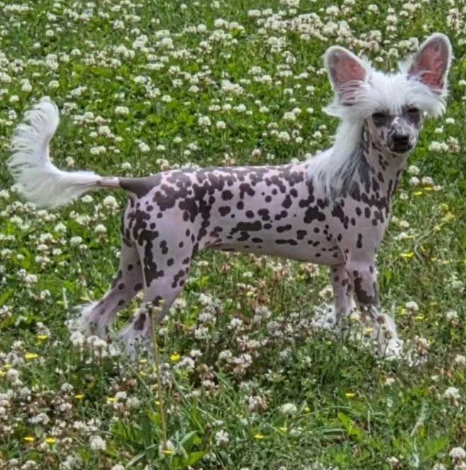 Suanho's Spotty Secoya