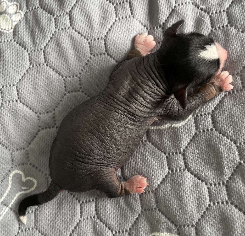 TnTcrested Devil wears Prada