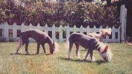 Kojak Kismet of Arrencrest