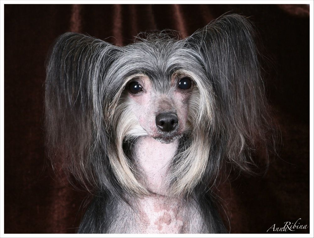 Dogland Happy Vitalina