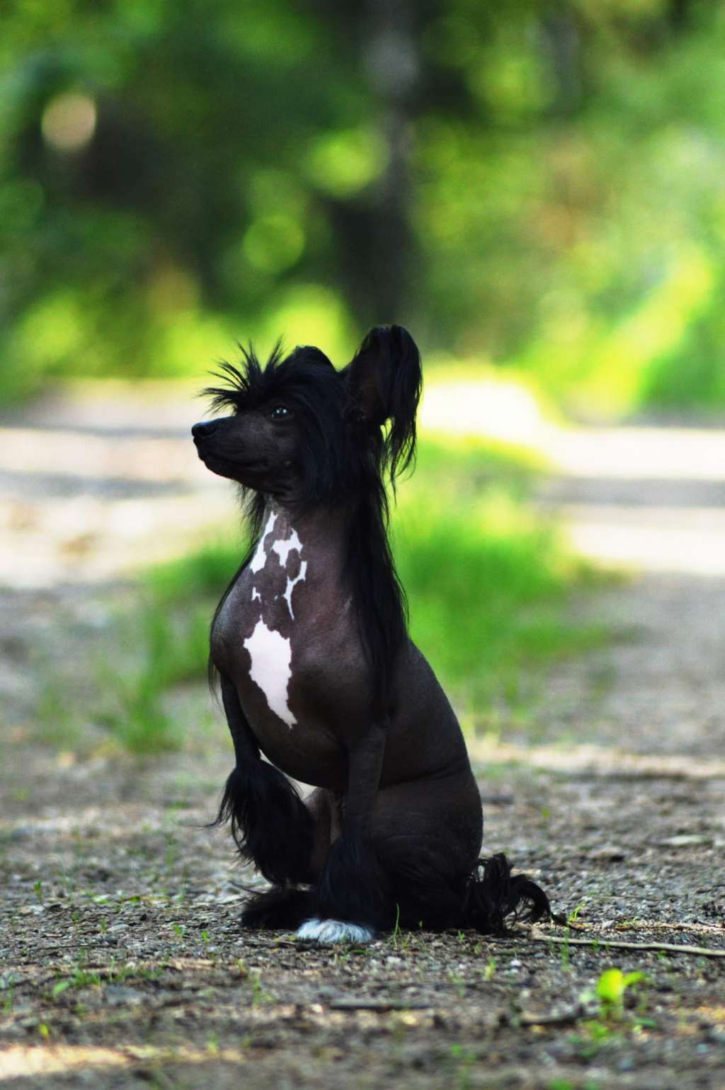 Lilly z Jasne hvezdy