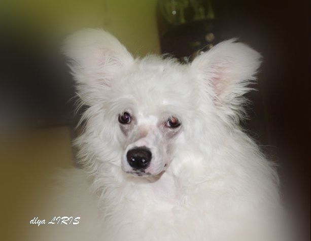 Volshebnii Aromat  Fialki  dlya Liris