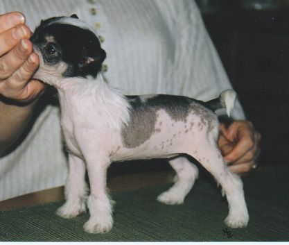 Bedlam Nearly Perfect