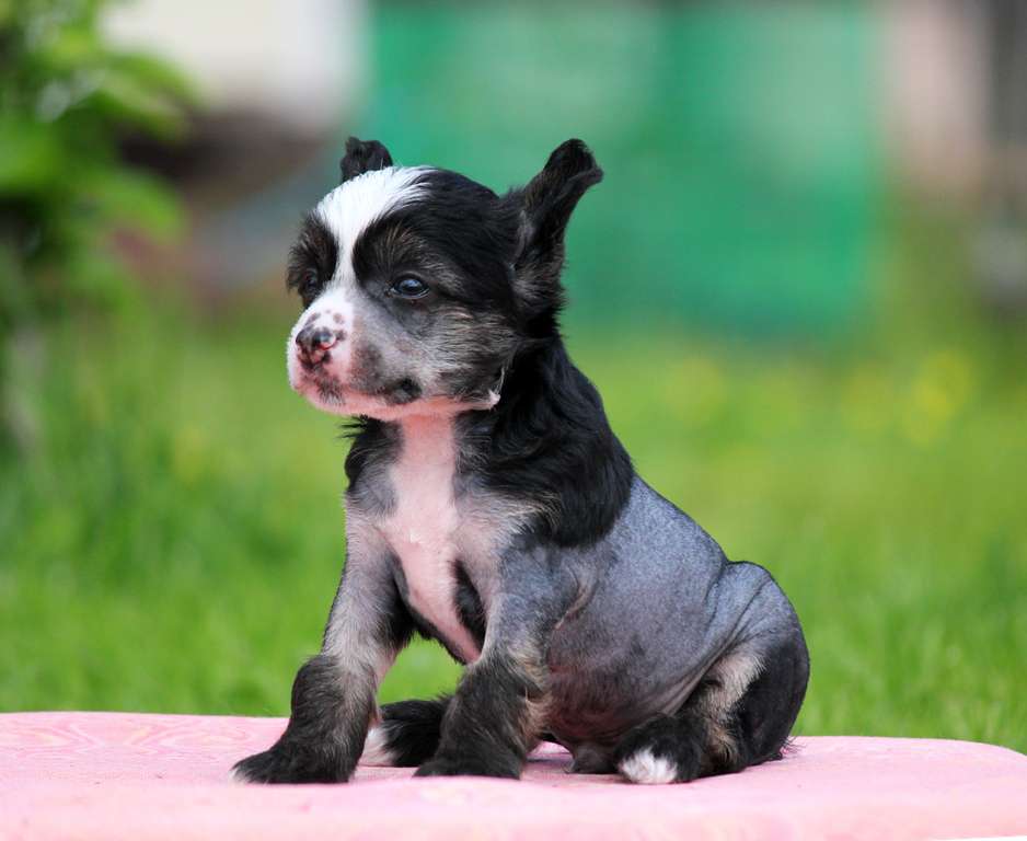 Picture