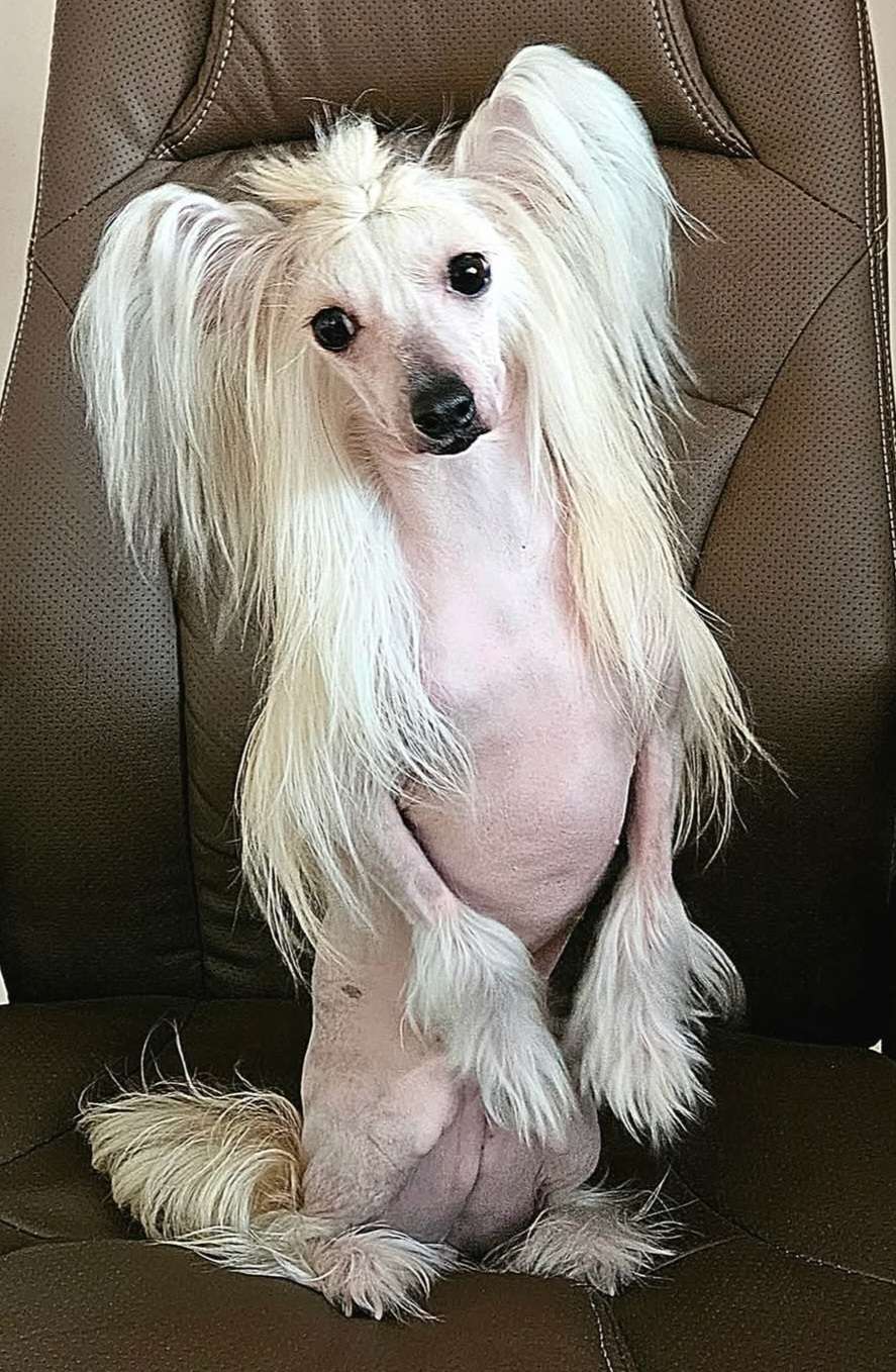 Hassie Hopeful z Jaromerského panství