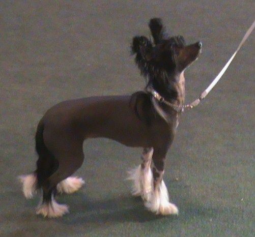 CandyCrest Fizz Bomb