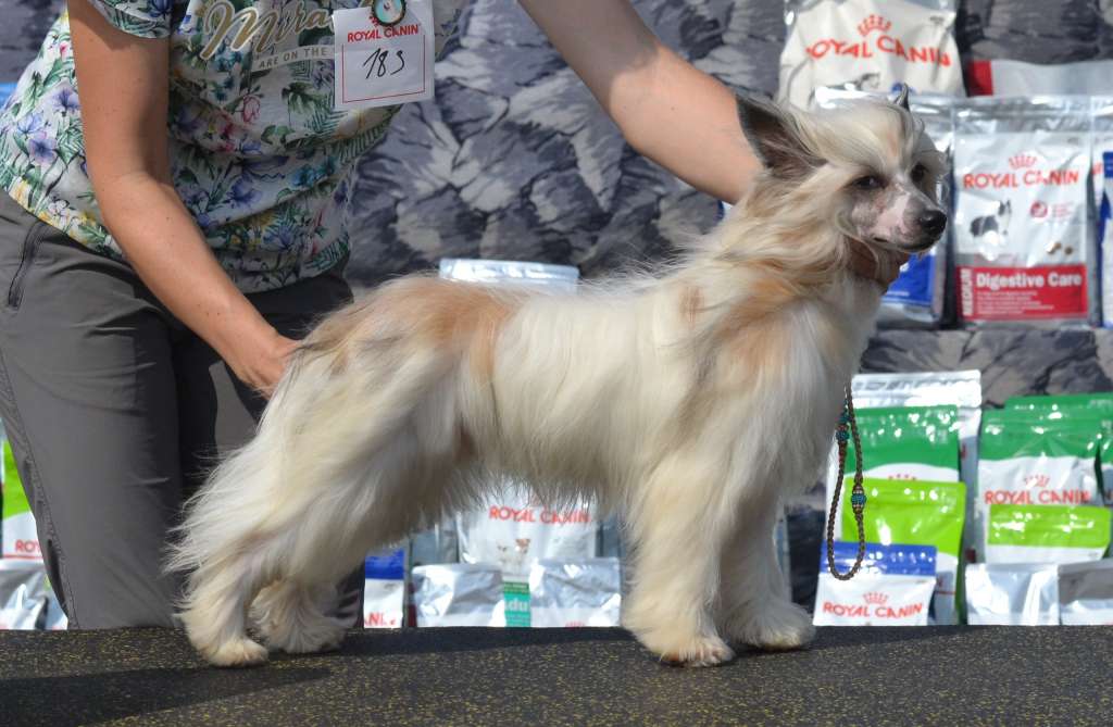 Avtoritet iz Sozvezdiya Khana