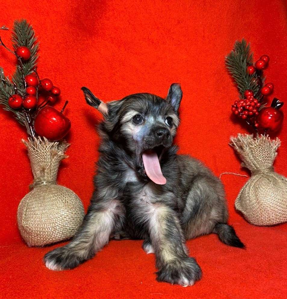 Charuyuschiy Soblazn Family Keeper