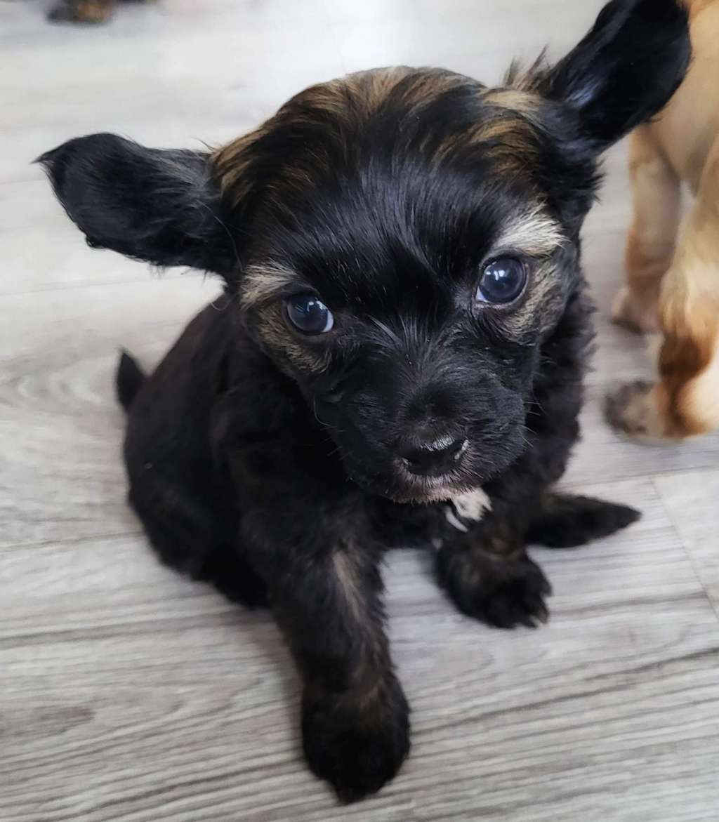 Smal Island dogs Cruise Control