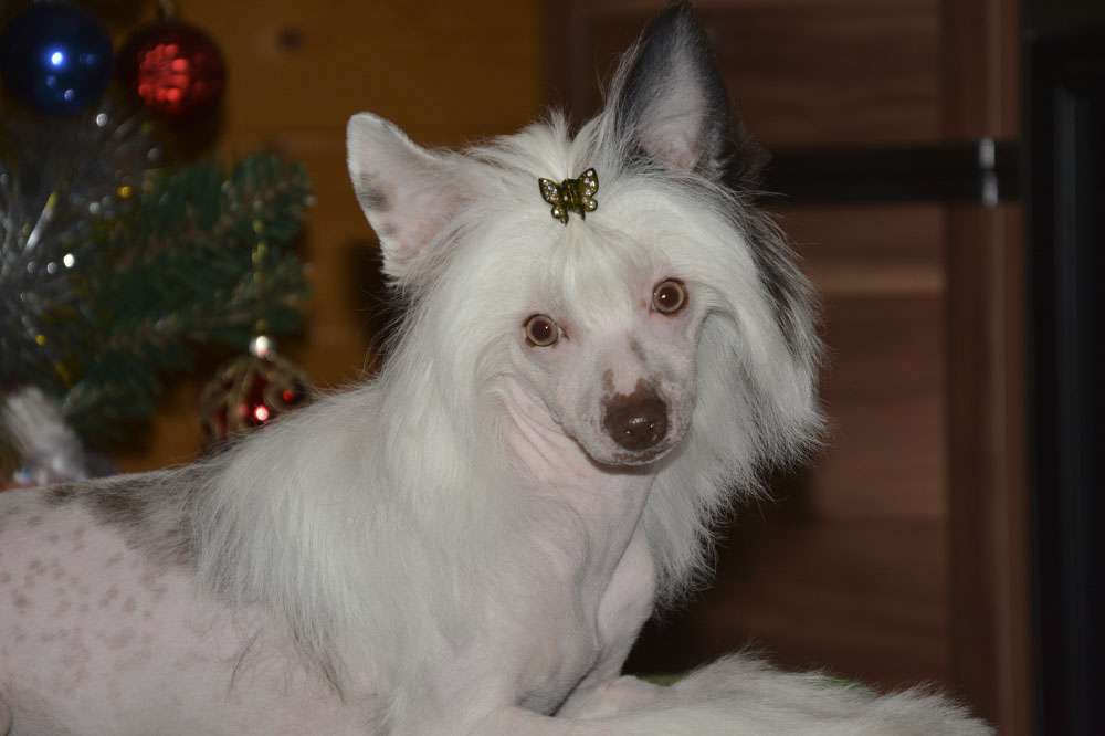 Vellar Pljus Monpasie