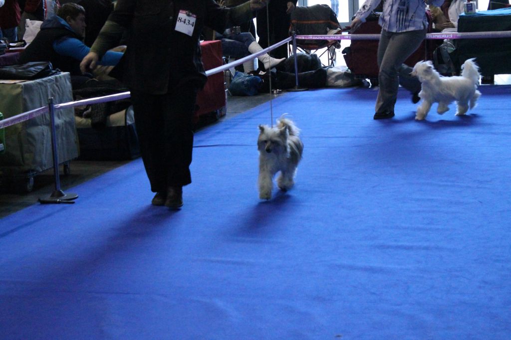 Decent Felow Queen Malverne