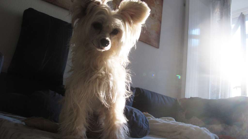 Blue Magic Flowerbomb