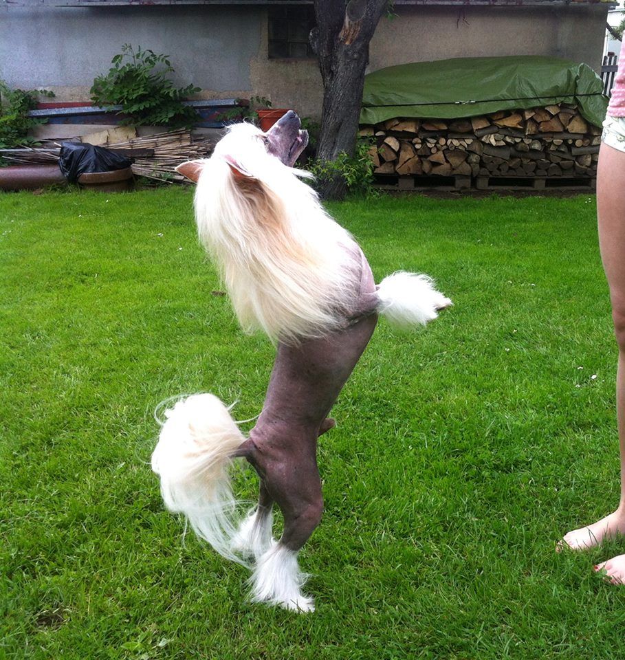 Chivas Regal Sua Sponte