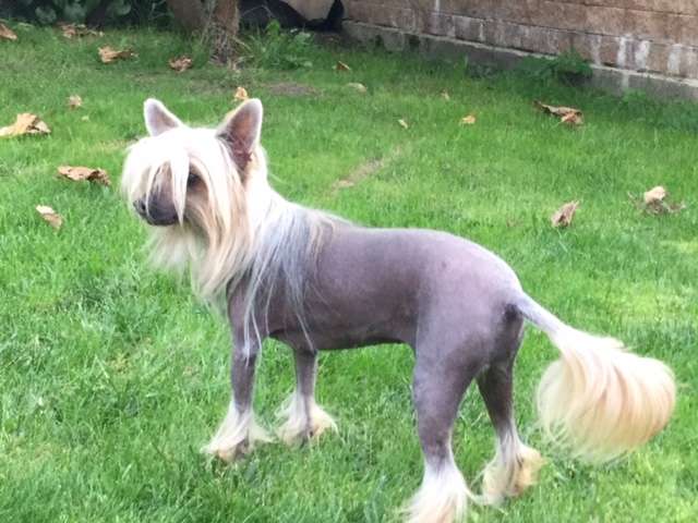 Sasquehanna (FCI) Slodyczka Kenzo