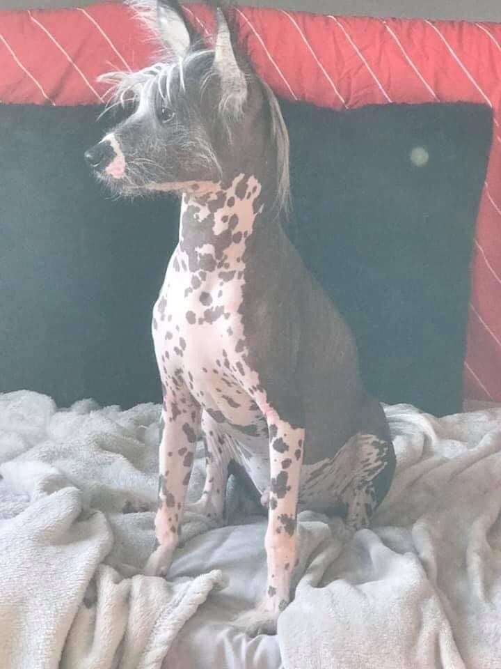 Black-Diva's Selfmade Biker Vinnie