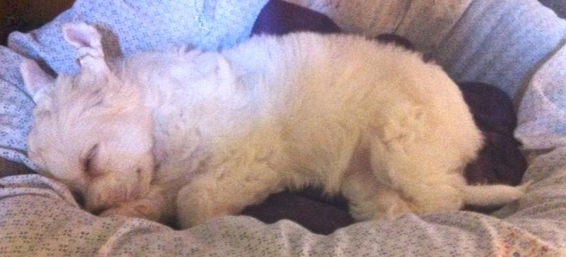 Saint Christopher's magic Hope