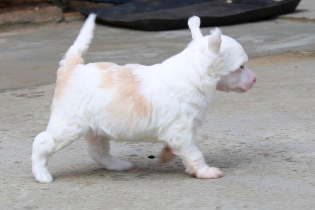 Akatsii Nezhnost' Dushistaya