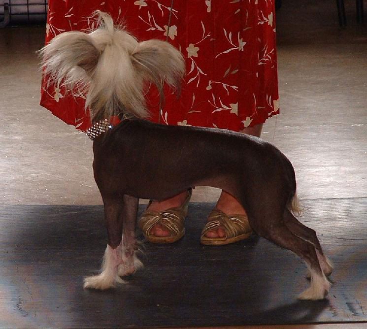 Jhanchi Dazzle The Crowd