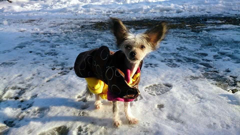 Divine Cresteds Attityd