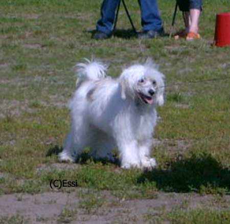 Sun Dan I'm So Fluffy