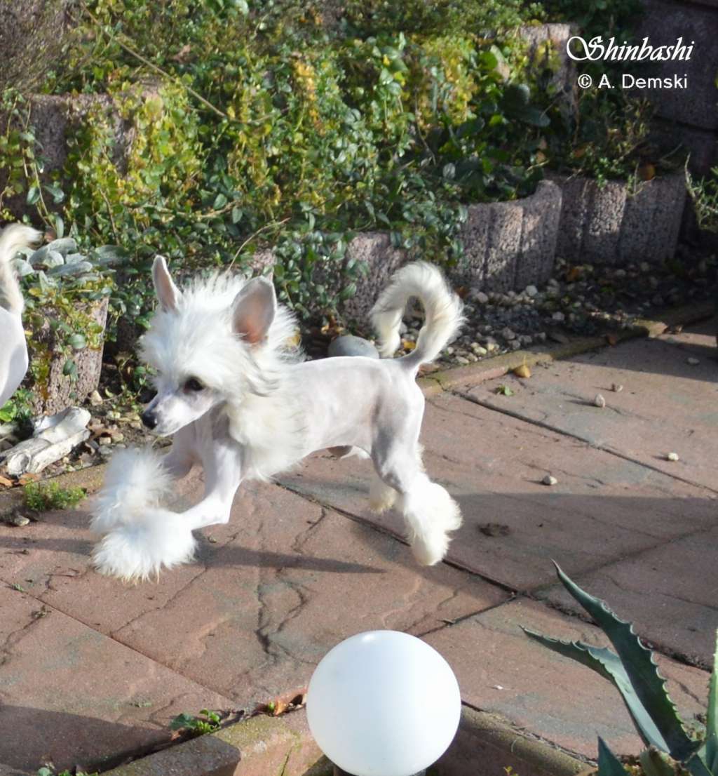 Magic Vegas von Shinbashi