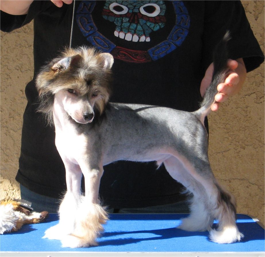 Shida Brave and Strong