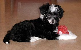 Willow Star's Honey Yummie