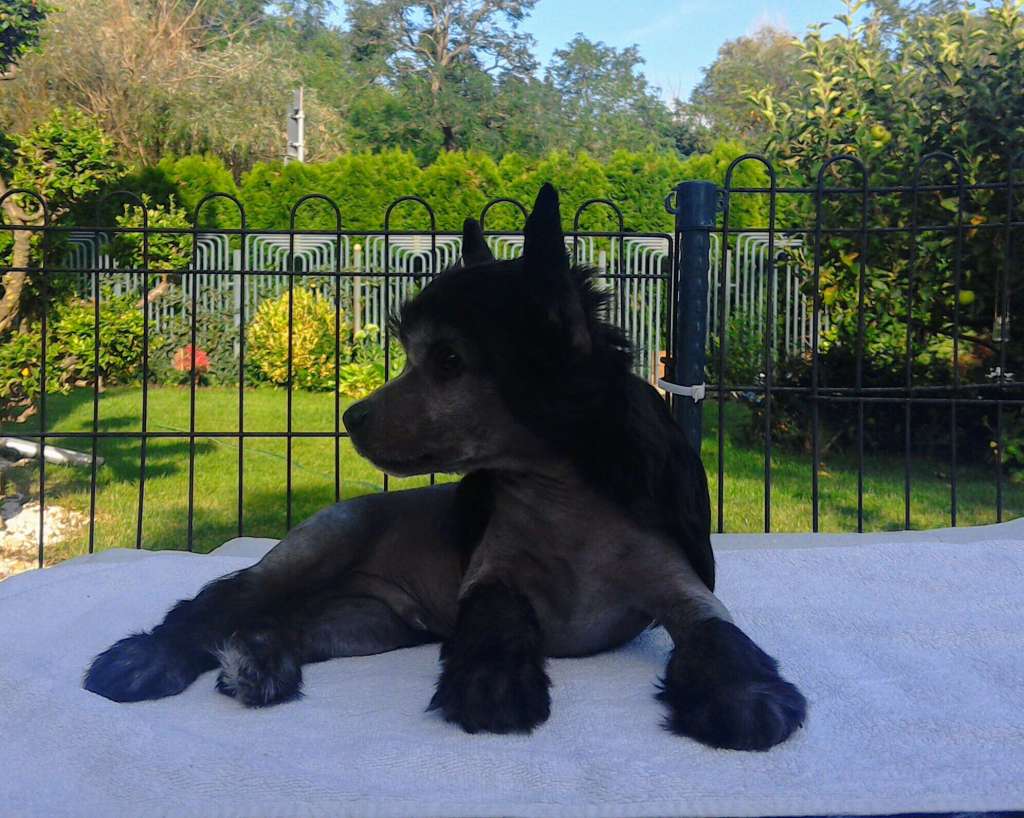 Dante Chinese Dynasty Family