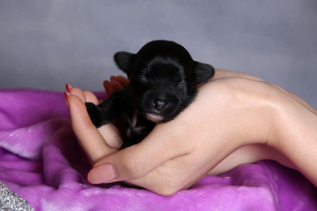 Incanto Del Mondo Flamenco Fusion