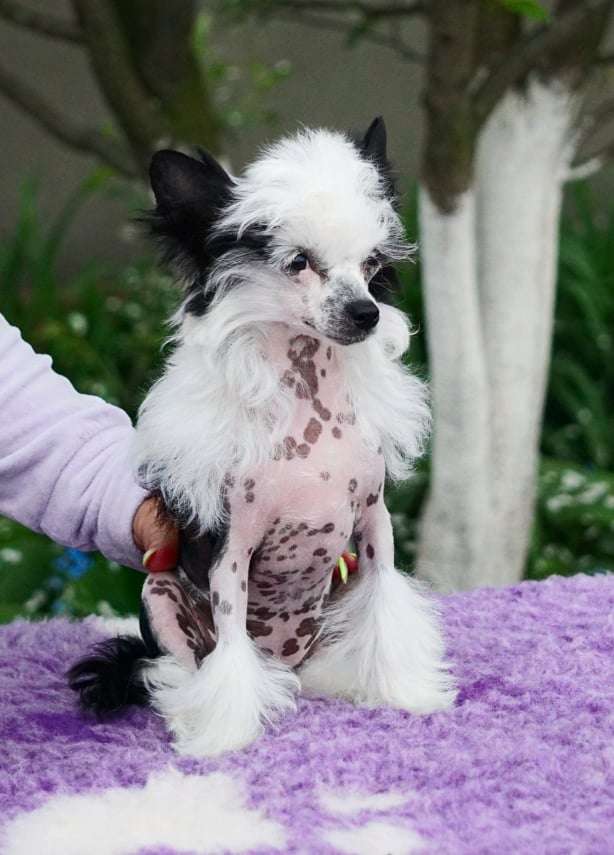 Nyasha Planet Of Dream