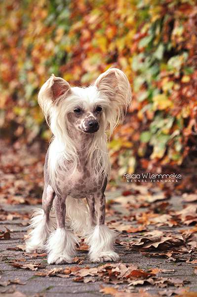 Jean Dark Lady In Red